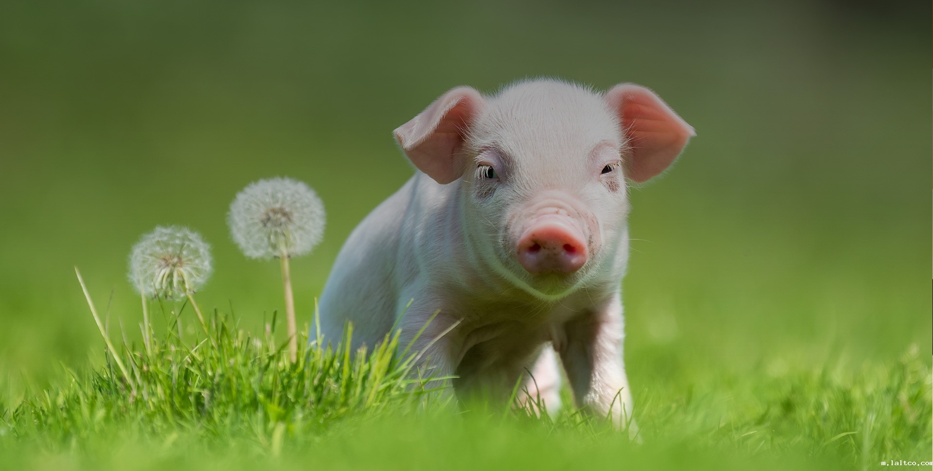 AHB®喷浆玉米皮